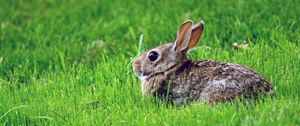 Preview wallpaper rabbit, grass, hiding, fear