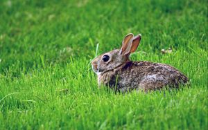 Preview wallpaper rabbit, grass, hiding, fear