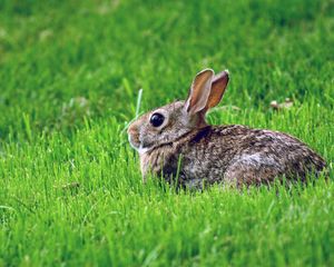 Preview wallpaper rabbit, grass, hiding, fear