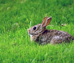 Preview wallpaper rabbit, grass, hiding, fear