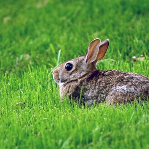 Preview wallpaper rabbit, grass, hiding, fear