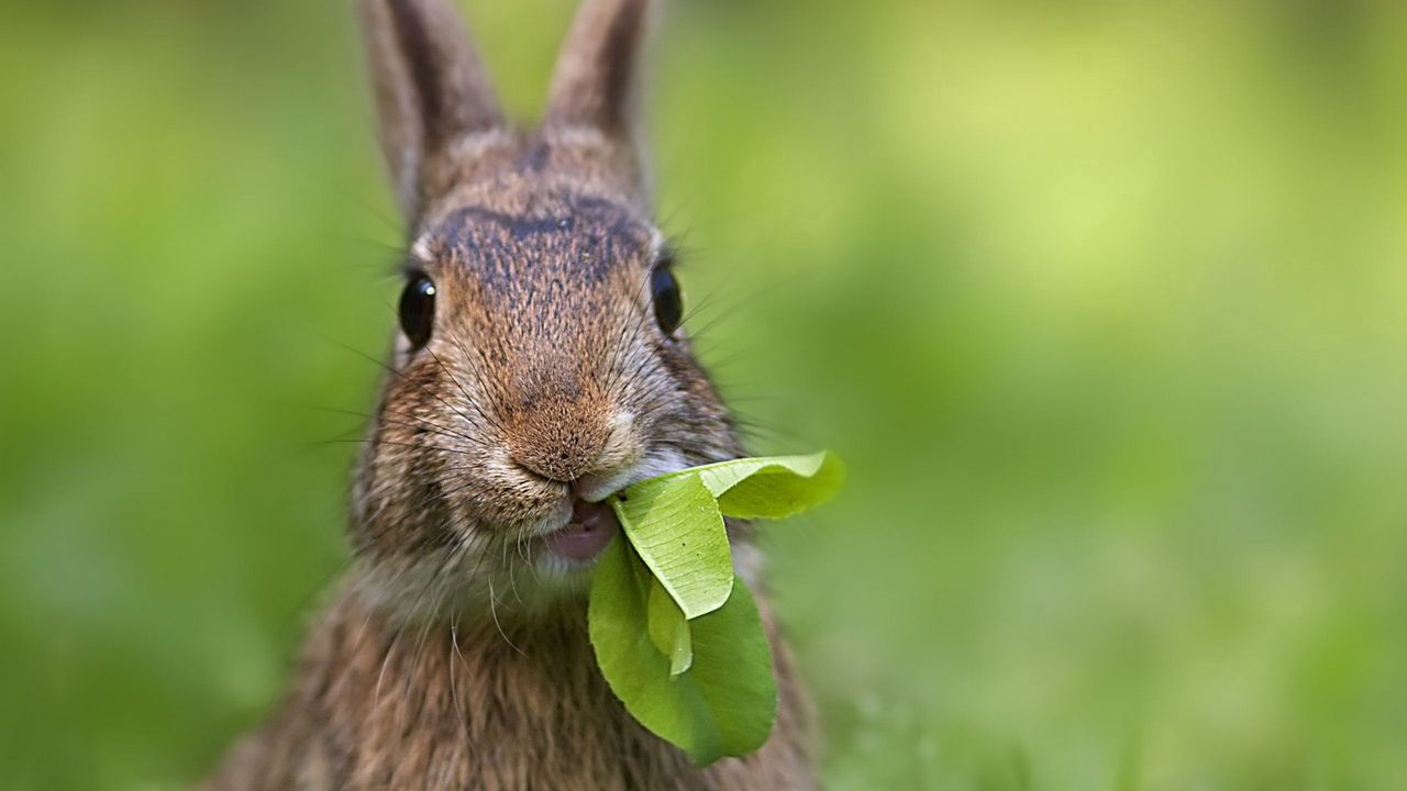 Wallpaper rabbit, grass, leaves, cool