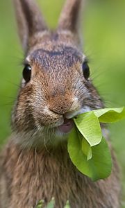 Preview wallpaper rabbit, grass, leaves, cool