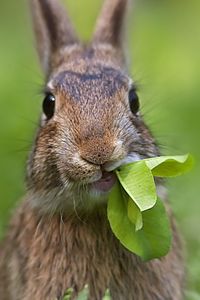 Preview wallpaper rabbit, grass, leaves, cool