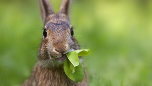 Preview wallpaper rabbit, grass, leaves, cool