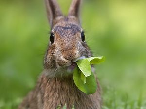 Preview wallpaper rabbit, grass, leaves, cool