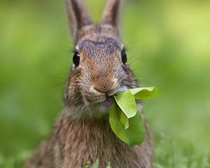 Preview wallpaper rabbit, grass, leaves, cool