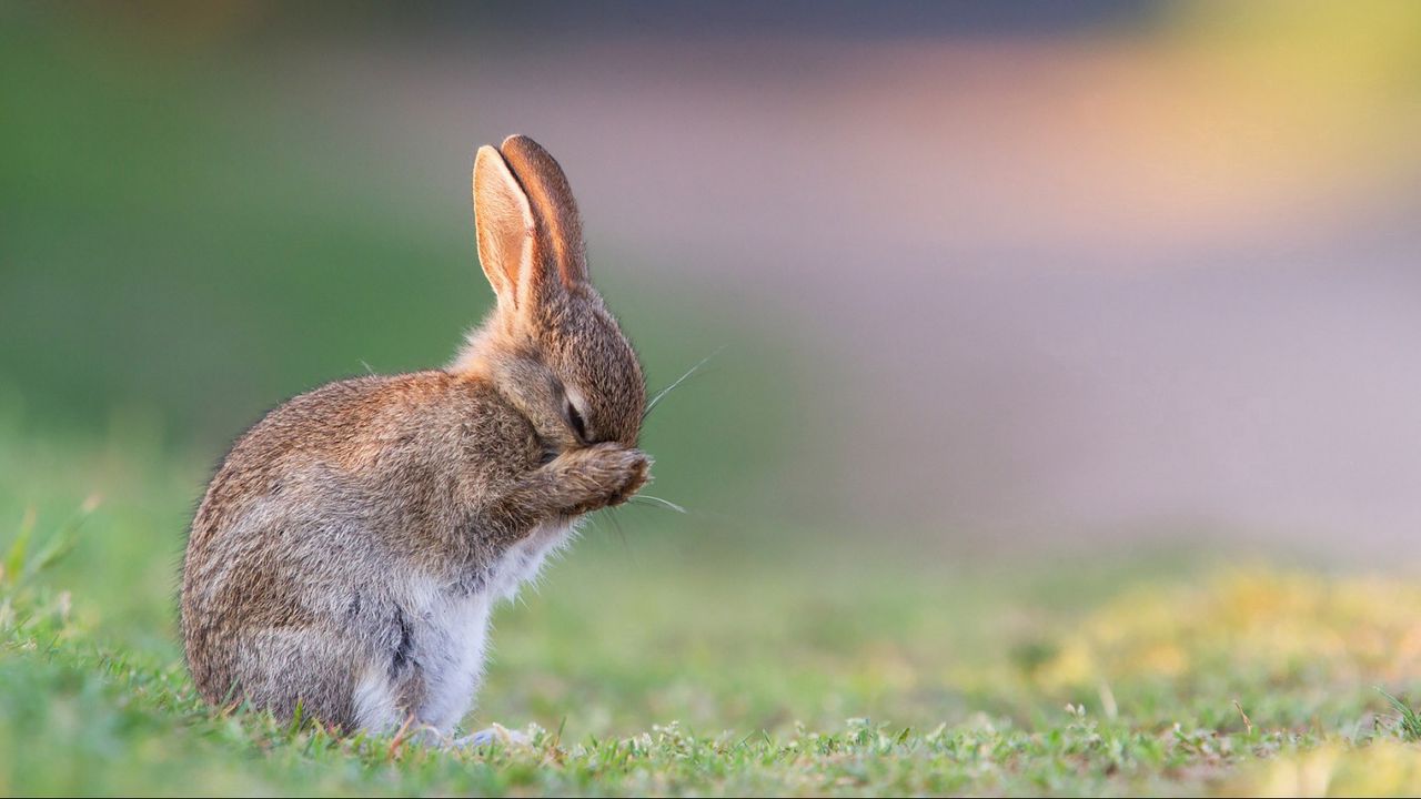 Wallpaper rabbit, grass, sadness, fear