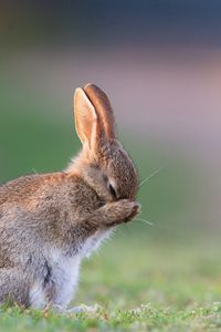 Preview wallpaper rabbit, grass, sadness, fear