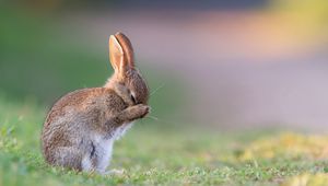 Preview wallpaper rabbit, grass, sadness, fear