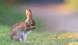 Preview wallpaper rabbit, grass, sadness, fear