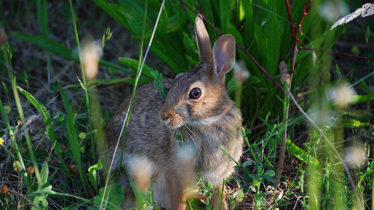 Wallpaper rabbit, grass, sit