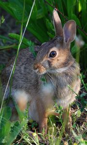 Preview wallpaper rabbit, grass, sit