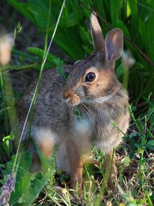 Preview wallpaper rabbit, grass, sit