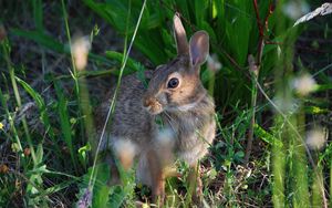 Preview wallpaper rabbit, grass, sit