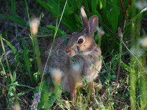 Preview wallpaper rabbit, grass, sit