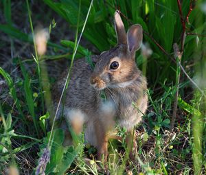 Preview wallpaper rabbit, grass, sit