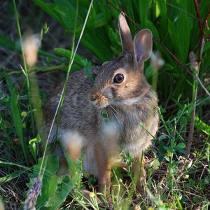 Preview wallpaper rabbit, grass, sit