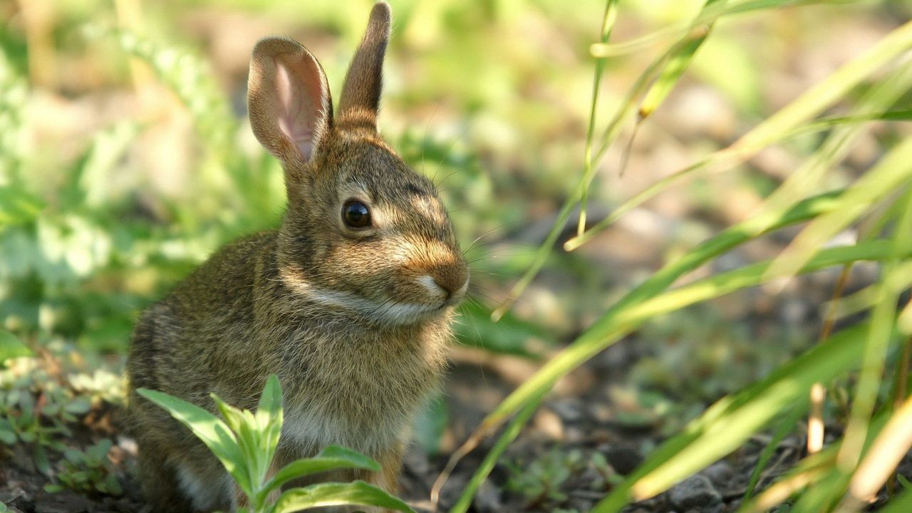 Wallpaper rabbit, grass, sit, hide, shade