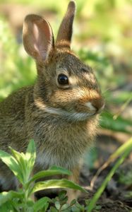 Preview wallpaper rabbit, grass, sit, hide, shade