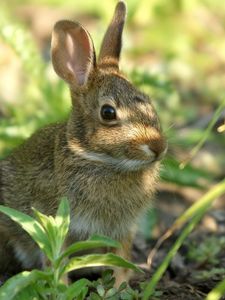 Preview wallpaper rabbit, grass, sit, hide, shade