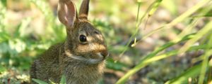 Preview wallpaper rabbit, grass, sit, hide, shade