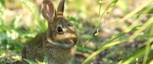 Preview wallpaper rabbit, grass, sit, hide, shade