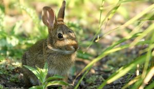 Preview wallpaper rabbit, grass, sit, hide, shade