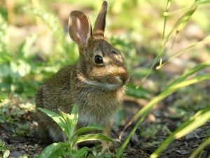 Preview wallpaper rabbit, grass, sit, hide, shade