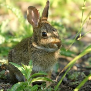 Preview wallpaper rabbit, grass, sit, hide, shade