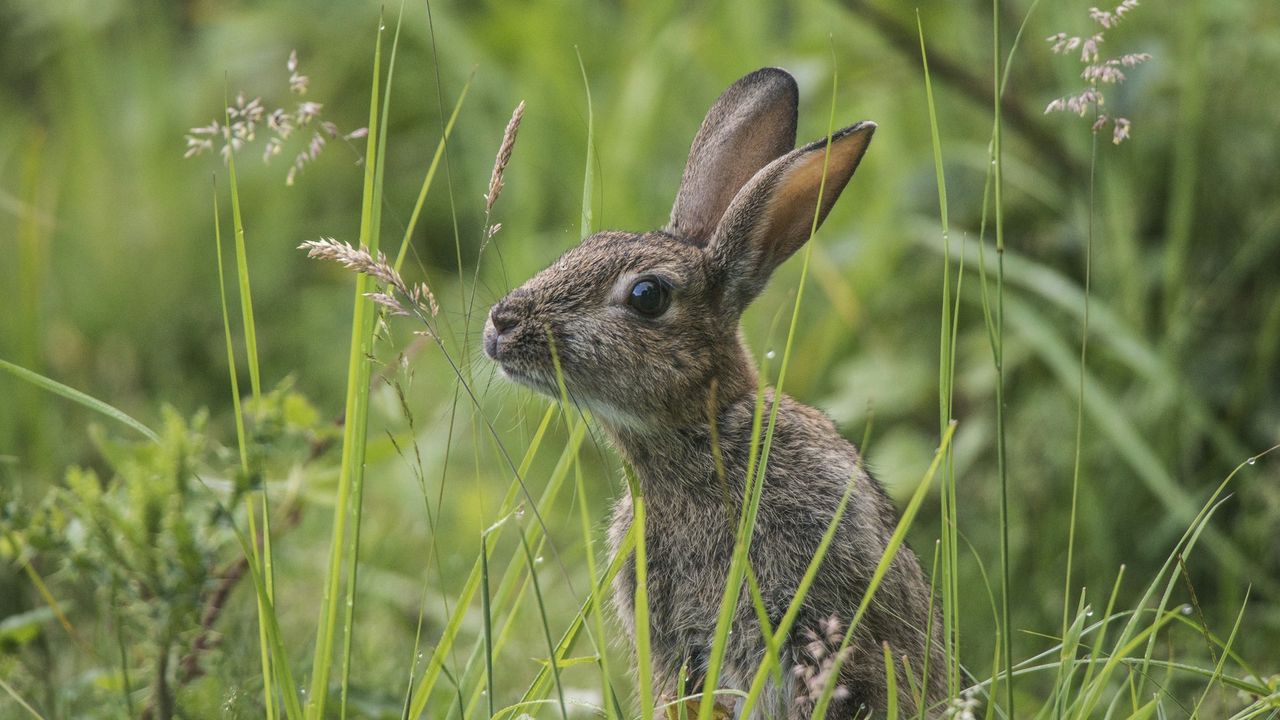 Wallpaper rabbit, grass, sit, hide