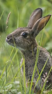 Preview wallpaper rabbit, grass, sit, hide