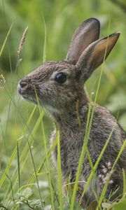 Preview wallpaper rabbit, grass, sit, hide