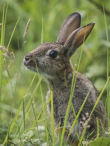 Preview wallpaper rabbit, grass, sit, hide