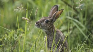 Preview wallpaper rabbit, grass, sit, hide