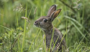 Preview wallpaper rabbit, grass, sit, hide