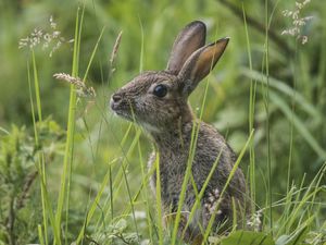 Preview wallpaper rabbit, grass, sit, hide