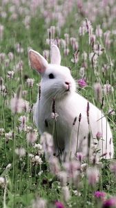 Preview wallpaper rabbit, grass, sit, flowers