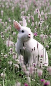 Preview wallpaper rabbit, grass, sit, flowers