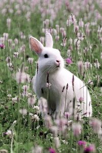 Preview wallpaper rabbit, grass, sit, flowers