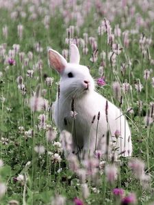 Preview wallpaper rabbit, grass, sit, flowers