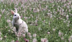 Preview wallpaper rabbit, grass, sit, flowers