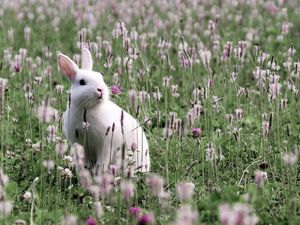 Preview wallpaper rabbit, grass, sit, flowers