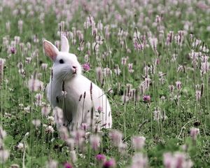 Preview wallpaper rabbit, grass, sit, flowers