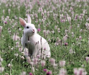 Preview wallpaper rabbit, grass, sit, flowers