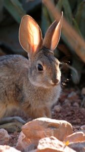 Preview wallpaper rabbit, grass, sitting, ears