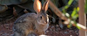 Preview wallpaper rabbit, grass, sitting, ears