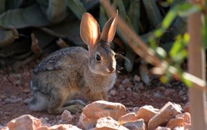 Preview wallpaper rabbit, grass, sitting, ears