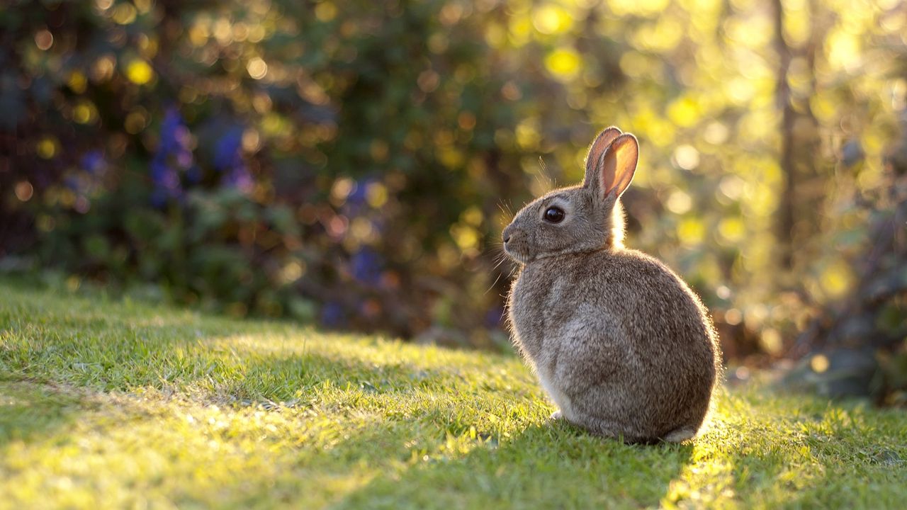 Wallpaper rabbit, grass, sunlight