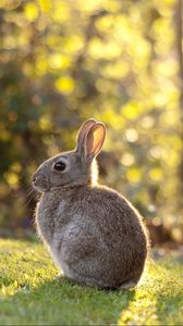 Preview wallpaper rabbit, grass, sunlight